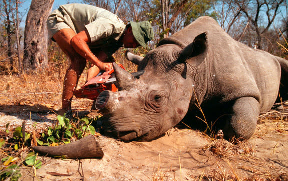 Dehorning of a rhinoceros by a field researcher