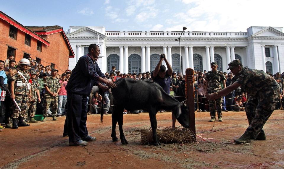 In this Oct. 5, 2011 file photo, Hindu devotees watch a buffalo being butchered outside Taleju temple, open to public only once a year, during Dasain festival in Katmandu, Nepal. During the 15-day Dasain festival that began Oct. 10, 2018, in the Himalayan country, families fly kites, host feasts and visit temples, where tens of thousands of goats, buffaloes, chickens and ducks are sacrificed to please the gods and goddesses as part of a practice that dates back centuries. Animal rights groups are hoping to stop _or at least reduce_ the slaughter, using this year’s campaign as a practice run to combat a much larger animal sacrifice set for next year at the quinquennial Gadhimai festival. (AP Photo/Niranjan Shrestha)