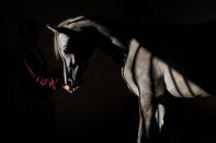 <p>A veterinary technician feeds a horse at the Hebrew University’s Koret School of Veterinary Medicine in Rishon Lezion, Israel, on Dec. 7, 2015. (Photo: Oded Balilty/AP) </p>