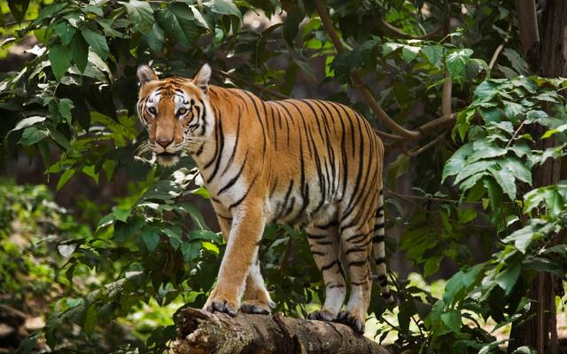 There were 114 Royal Bengal tigers in 2008 in Bangladesh, according to a government census, a sharp dip from the 440 tigers tallied in 2004.&#xa0;&#xa0; - Anders Blomqvist&#xa0;