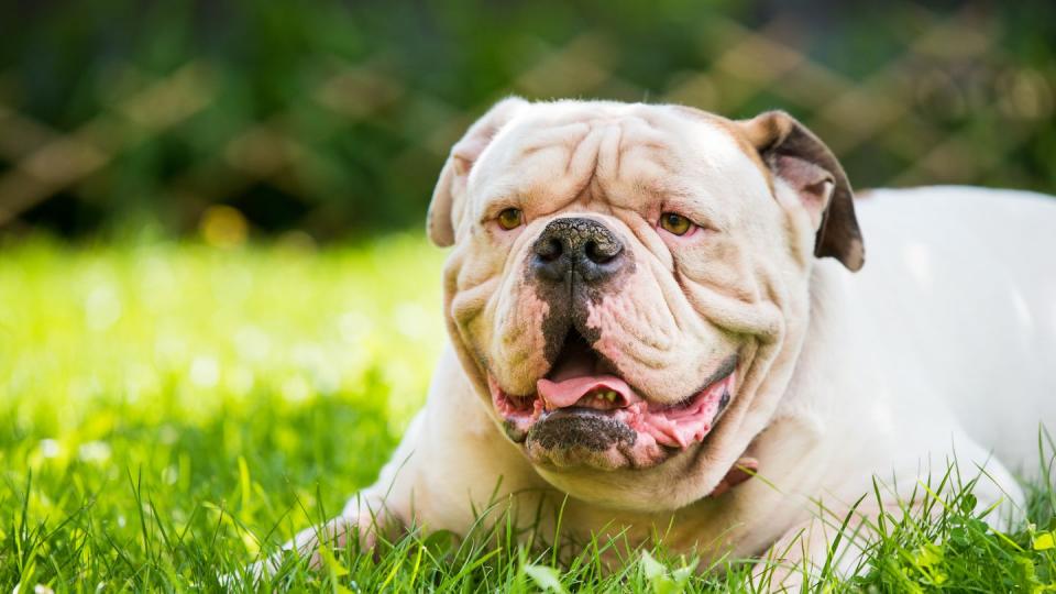 white american bulldog strong looking portrait on green grass outdoors