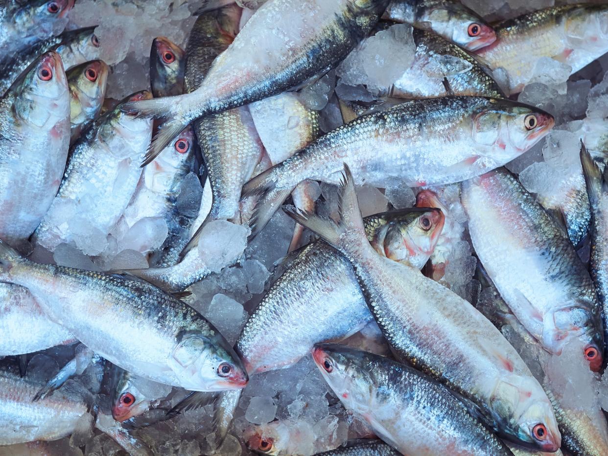 Hilsa fish for sale inside a local fish market at Kolkata, West Bengal.