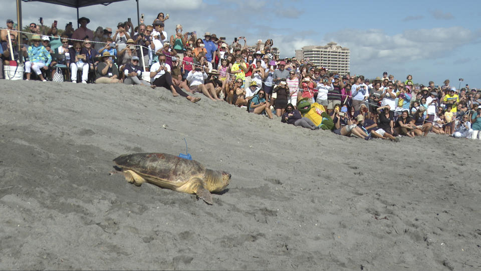 A loggerhead sea turtle named Rocky was released into the Atlantic Ocean on Wednesday, Feb. 15, 2023 in Juno Beach, Fla after spending six weeks rehabbing at Loggerhead Marinelife Center. Wednesday morning's event marked the first public sea turtle release from the Juno Beach center since 2021. (AP Photo/Cody Jackson)