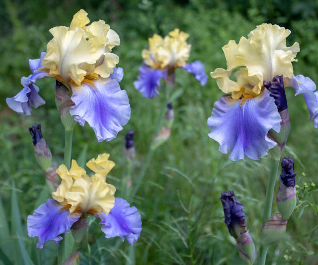 Bearded Iris Colors  Shop Bearded Iris by Color Blue Iris – Schreiner's  Gardens