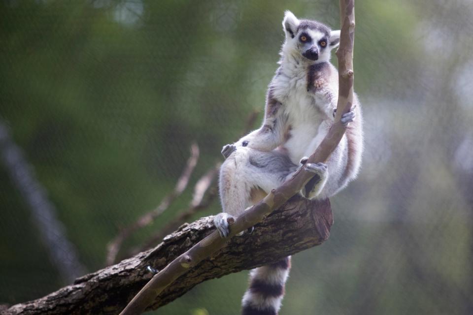 A lemur chills on top of a branch at the Brandywine Zoo Thursday, May 5, 2022. 