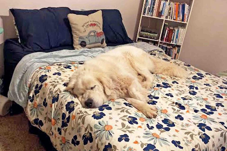great pyrenees named bear lays on bed