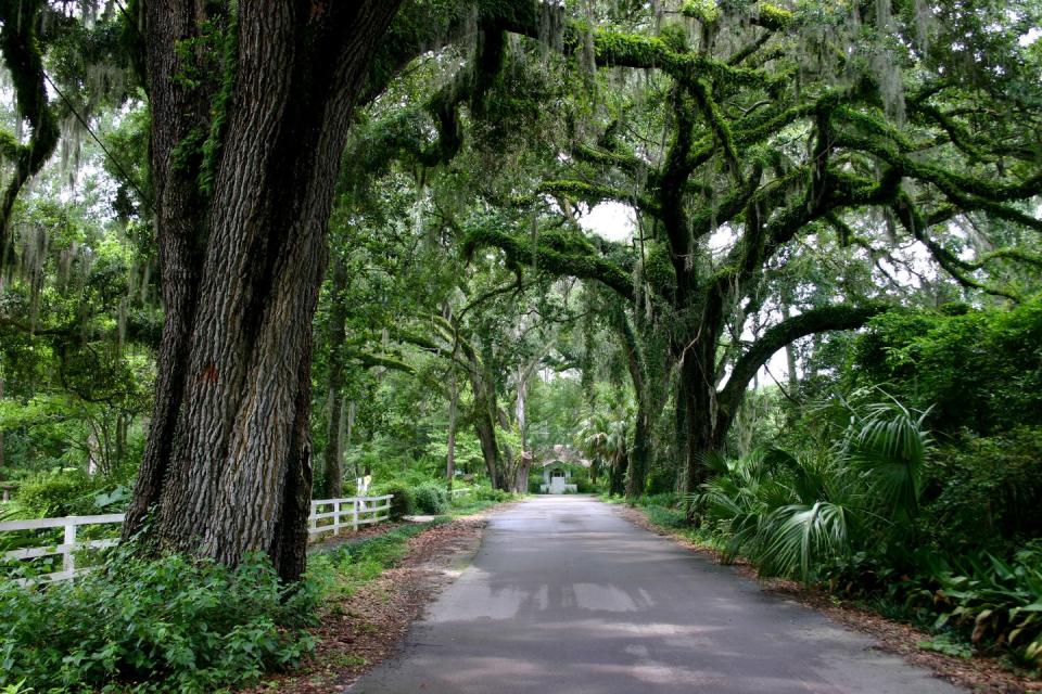 <p>Just 15 minutes south of Gainesville, this <a href="https://go.redirectingat.com?id=74968X1596630&url=https%3A%2F%2Fwww.tripadvisor.com%2FTourism-g34444-Micanopy_Florida-Vacations.html&sref=https%3A%2F%2Fwww.housebeautiful.com%2Flifestyle%2Fg43439546%2Ftop-small-towns-in-florida%2F" rel="nofollow noopener" target="_blank" data-ylk="slk:Seminole-named enclave;elm:context_link;itc:0;sec:content-canvas" class="link ">Seminole-named enclave</a> features dozens of antique vendors on oak-lined Cholokka Boulevard. The annual <a href="http://www.micanopyfallfestival.org/" rel="nofollow noopener" target="_blank" data-ylk="slk:Fall Harvest Festival;elm:context_link;itc:0;sec:content-canvas" class="link ">Fall Harvest Festival</a> brings music and crafts, but you can also escape the crowds in nearby <a href="https://www.floridastateparks.org/parks-and-trails/paynes-prairie-preserve-state-park" rel="nofollow noopener" target="_blank" data-ylk="slk:Paynes Prairie Preserve State Park;elm:context_link;itc:0;sec:content-canvas" class="link ">Paynes Prairie Preserve State Park</a> and watch wildlife from a 50-foot-high observation tower.</p><p><a class="link " href="https://go.redirectingat.com?id=74968X1596630&url=https%3A%2F%2Fwww.tripadvisor.com%2FTourism-g34444-Micanopy_Florida-Vacations.html&sref=https%3A%2F%2Fwww.housebeautiful.com%2Flifestyle%2Fg43439546%2Ftop-small-towns-in-florida%2F" rel="nofollow noopener" target="_blank" data-ylk="slk:Shop Now;elm:context_link;itc:0;sec:content-canvas">Shop Now</a></p>