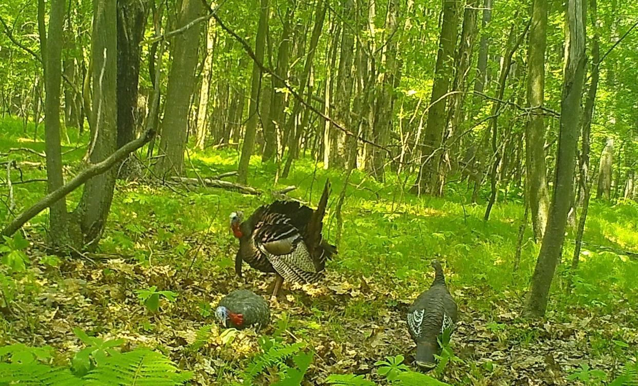 A tom goes into full display after knocking over a jake decoy.