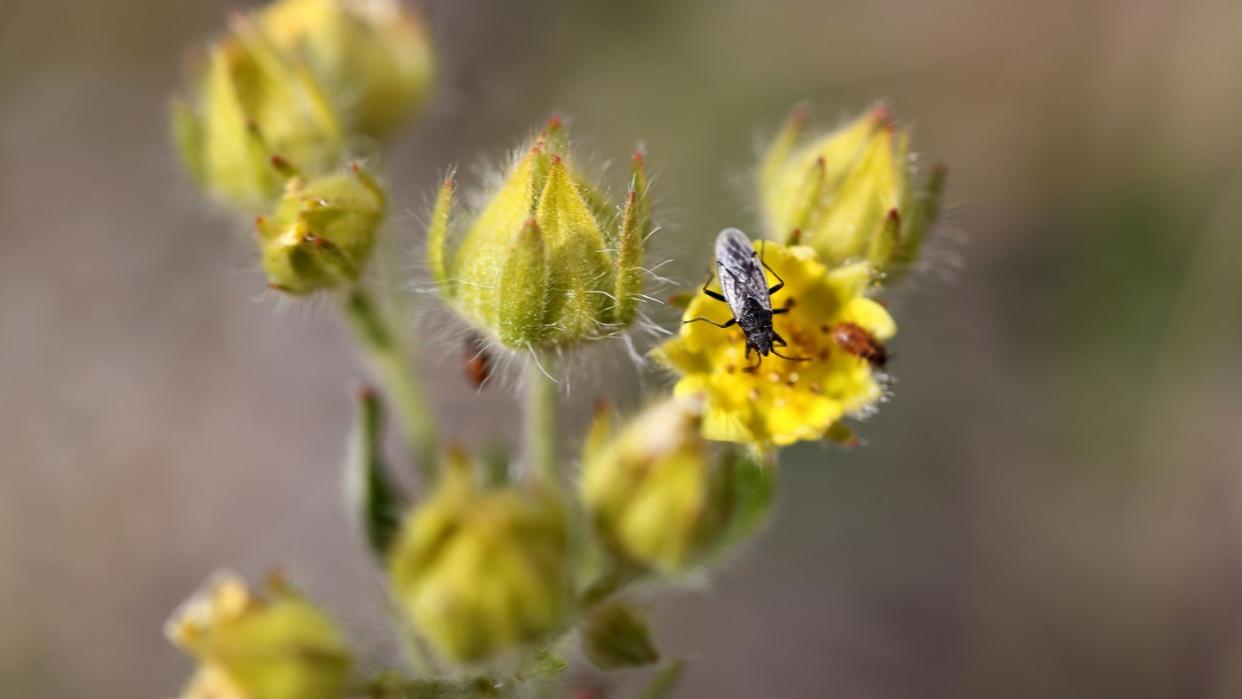 Die Nysius groenlandicus ernährt sich zum Beispiel von Pflanzensamen. Foto: Toke Hoye