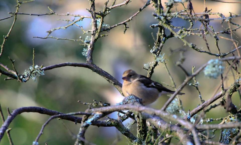 <span>Photograph: Ivor Toms/Alamy</span>