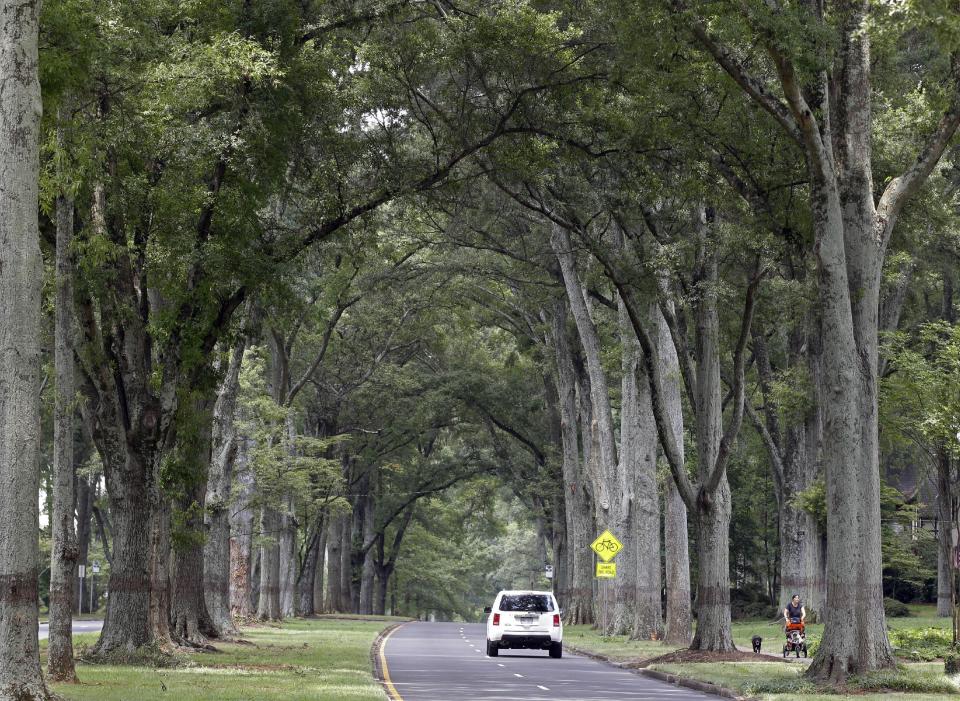 This July 17, 2012 photo shows a car drives under the canopy of oak trees on Queens Road West in Charlotte, N.C. A wide street with million-dollar homes, Queens Road West is part of the Myers Park neighborhood developed at the turn of the 20th century by the firm of John Nolen of Cambridge, Mass., renowned for urban planning. (AP Photo/Chuck Burton)