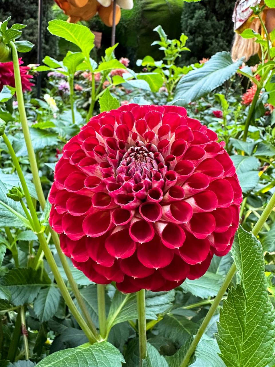 pompon dahlia flower