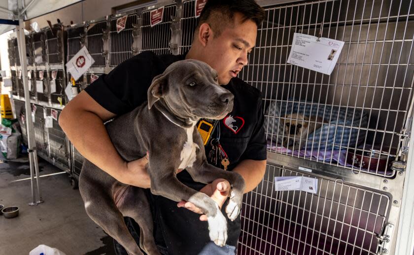 POMONA, CA - NOVEMBER 14: Animal care technician Eric Lopez moves a pit bull into a temporary dogs kennels placed on pop-up crates stacked on wheels at Inland Valley Humane Society on Tuesday, Nov. 14, 2023 in Pomona, CA. (Irfan Khan / Los Angeles Times)