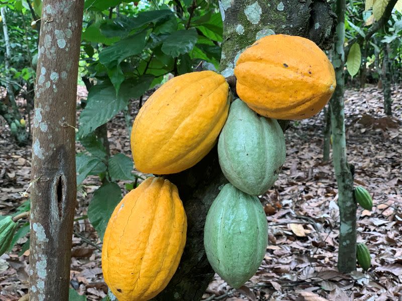 FILE PHOTO: Cocoa pods are seen at a cocoa farm in Azaguie