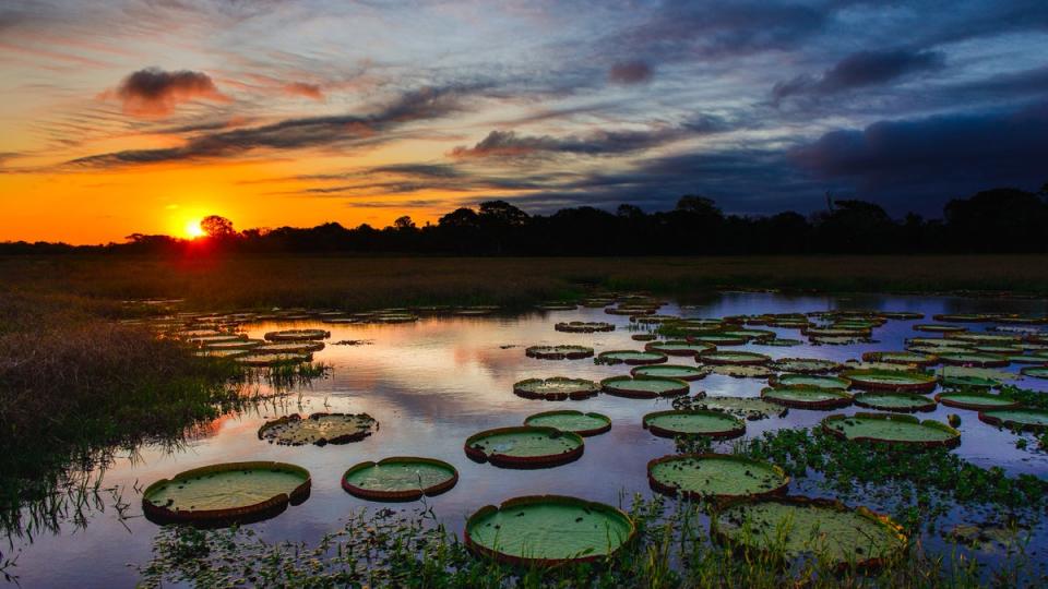 The Pantanal wetlands extend into both Bolivia and Paraguay (Getty Images/iStockphoto)