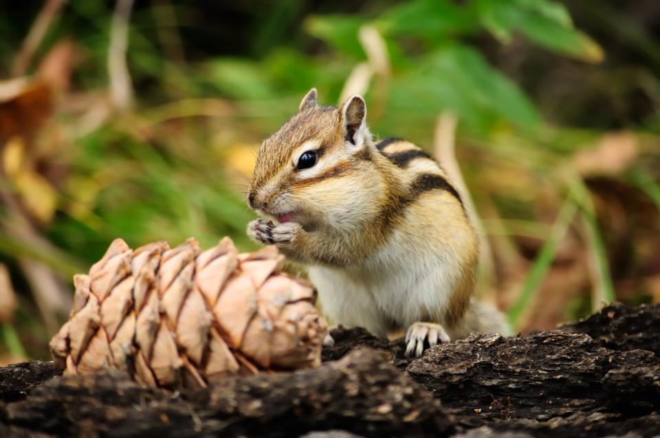 Chipmunks found at California’s Lake Tahoe have been found to be carriers of the plague. (Getty Images/iStockphoto)