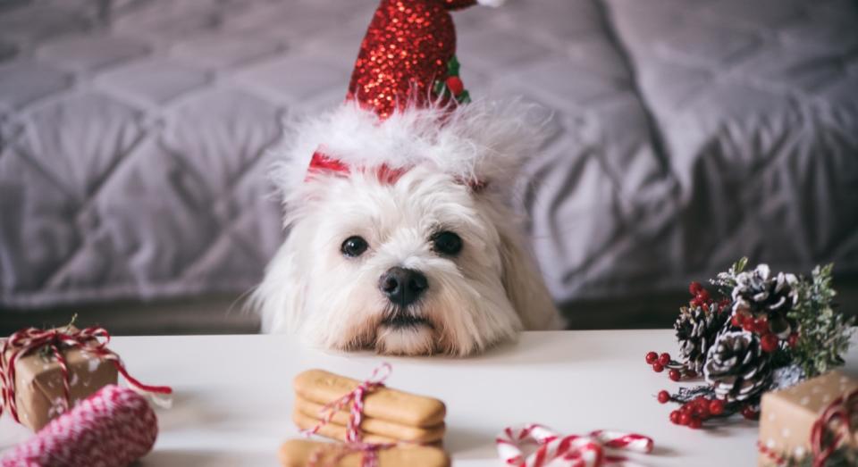 Searches for pet advent calendars have increased: 10 of the best to spoil your pooch. (Getty Images) 