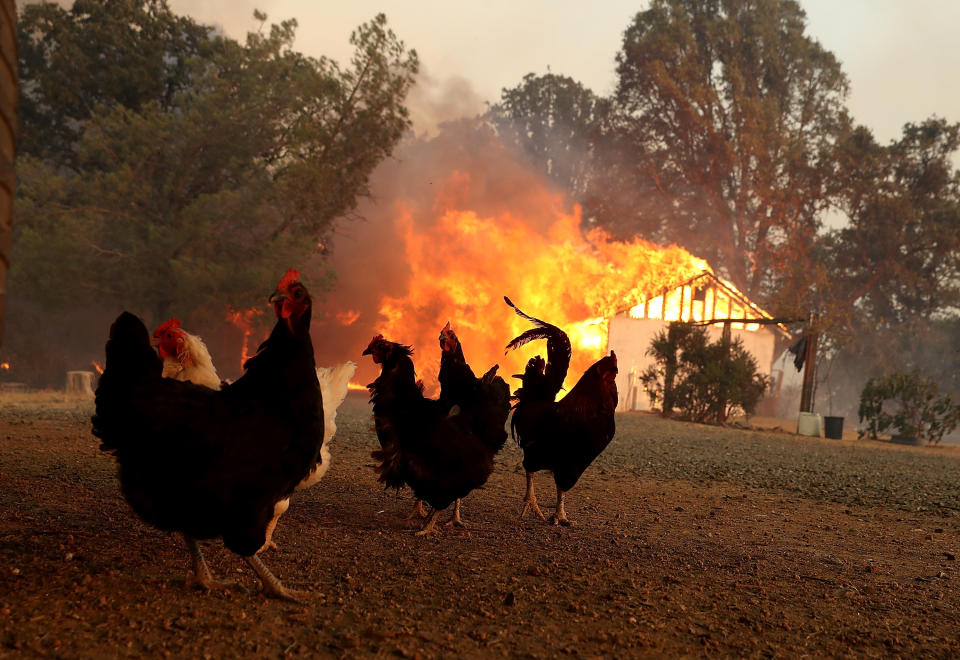Chickens stand near a burning home as the River Fire moves through the area.