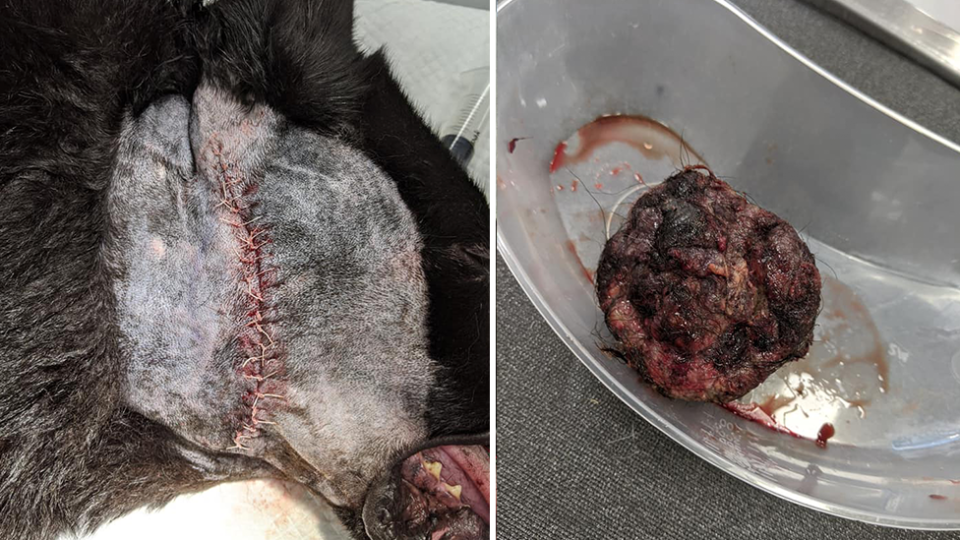 Split screen. Left - the side of Konour's shaved face showing the 21 stitches. Right - the cancerous lump once removed.