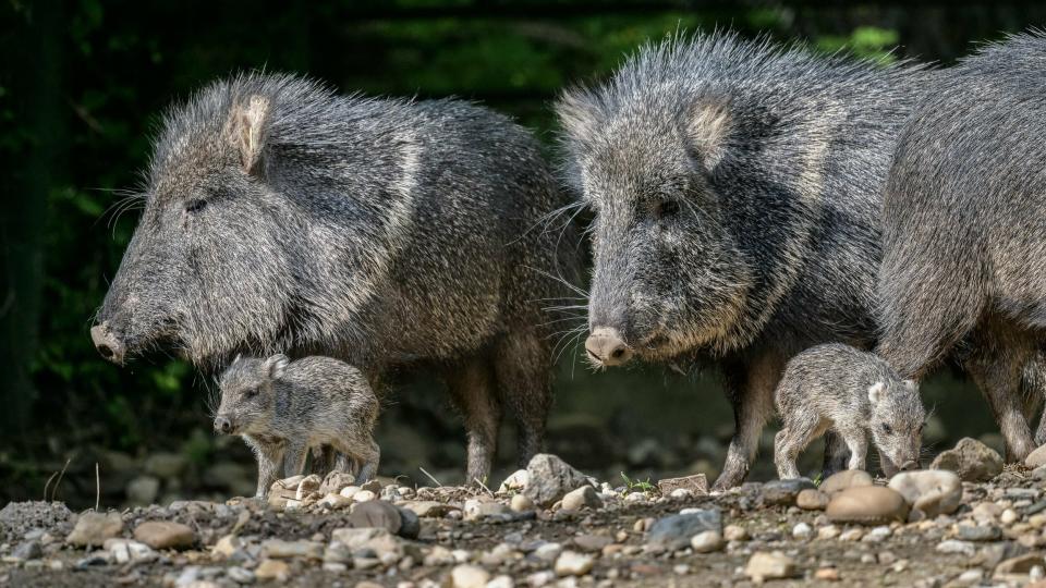 This picture taken on May 8, 2019, shows two newly born Chacoan peccaries in their enclosure at the Prague zoo, Czech Republic. Prague's zoo says two Chacoan peccaries have been born in the park in May for the first time, a welcome step in efforts to save a species that was once considered long extinct. (Petr Hamernik/Zoo Praha via AP)