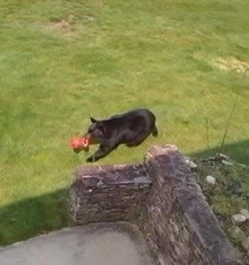 Dartmouth police posted this photo, reportedly from a home surveillance system in the area of Collins Corner Road, Monday morning, warning residents not to feed or approach the bear if encountered. The morning prior, Fall River police warned residents of a black bear spotted around the city's North End.