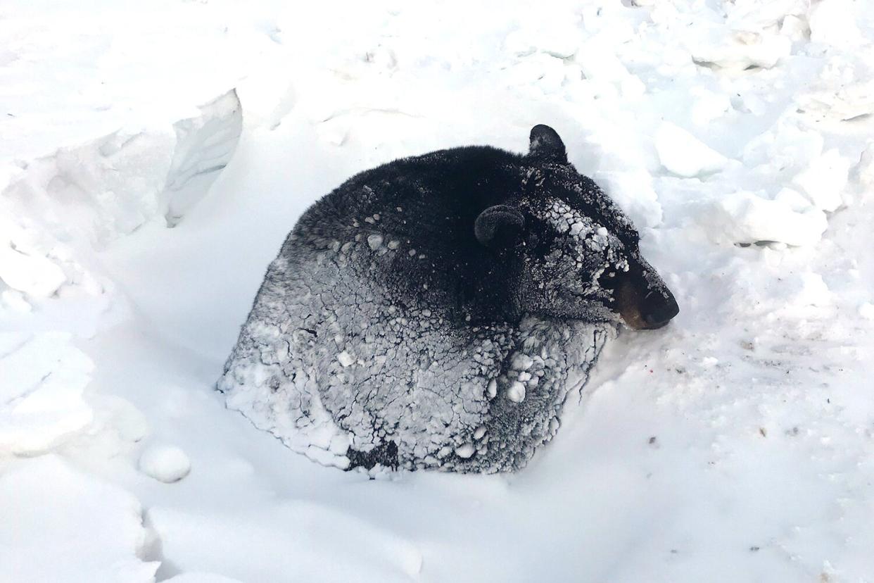 bear rescued from ditch