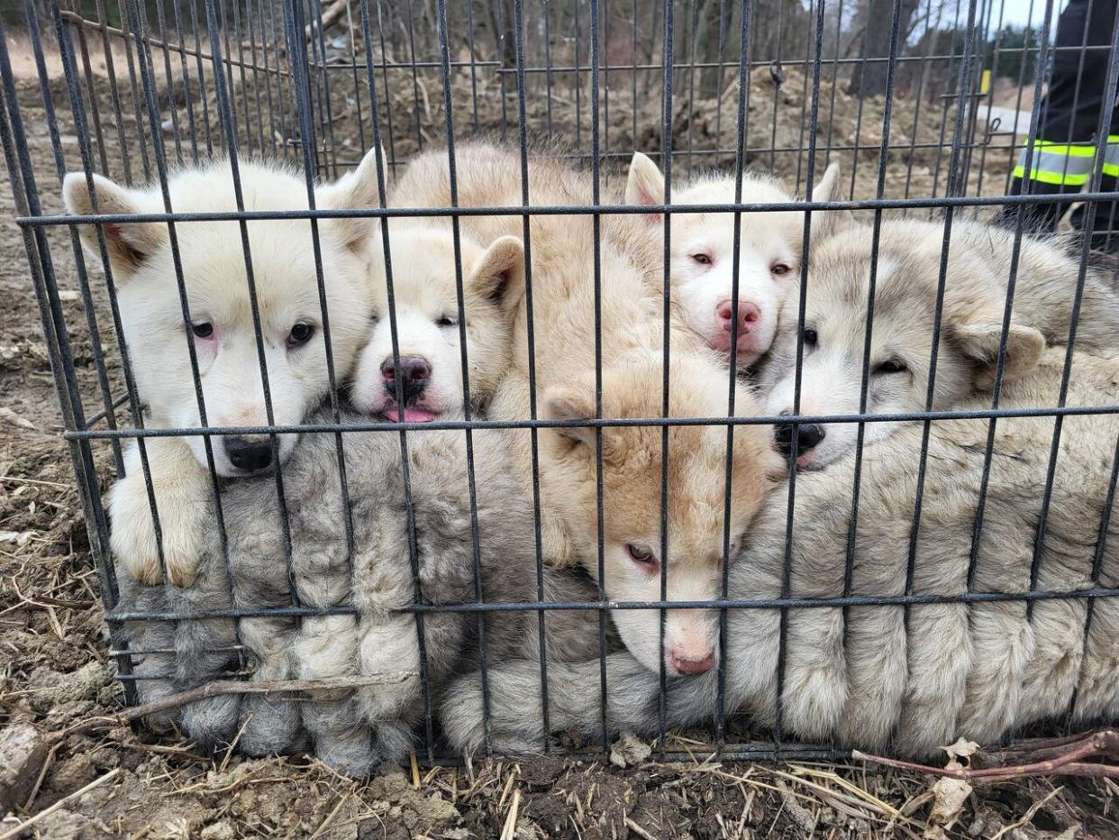 A passerby discovered the puppies in a wire cage in the area of Weston Road and 15th Sideroad on Tuesday afternoon, York police said. The puppies did not appear distressed and had no visible injuries.  (York Regional Police - image credit)