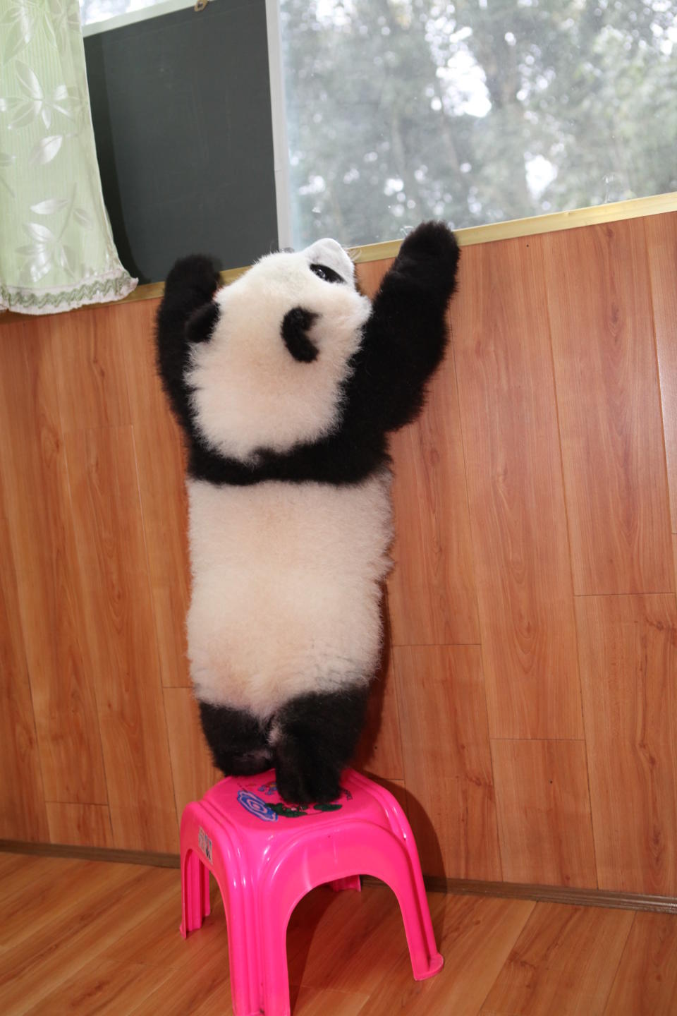 A baby Panda bear plays at the Ya'an Bifengxia Base of China Conservation and Research Centre for the Giant Panda, in Ya’an, China.