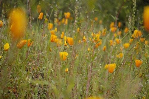 California poppies are among the many colorful wildflowers that bloom at Pinnacles National Park.