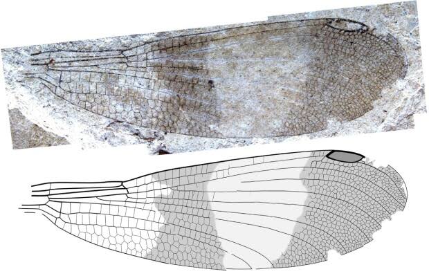 Wing of Okanagrion hobani, an extinct damselfly-like insect species categorized under the new suborder Cephalozygoptera, a named coined by Simon Fraser Univerity paleontologist Bruce Archibald. Fossils of Okanagrion hobani were unearthed in the McAbee fossil beds in B.C.'s southern Interior.