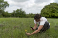 Meredith Ellis takes a photo of a new species of flower she's noticing for the first time on at her ranch in Rosston, Texas, Wednesday, April 19, 2023. By building up resilient, hardy grass, Ellis wants not only to store more carbon but to lengthen the time her cattle can live off the grass, rather than be fed supplemental feed. It means that Ellis focuses on soil health just as much as she does cattle health. "We are finding our place and our niche where the cattle are better off, getting better nutrients from the landscape but the landscape is benefiting because of the cattle," she said. "It's a state of symbiosis to where the cattle benefit from the land and the land benefit from the cattle." (AP Photo/David Goldman)