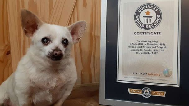 Meet the World's Oldest Dog, a Farm-Dwelling Chihuahua Who Loves Baths