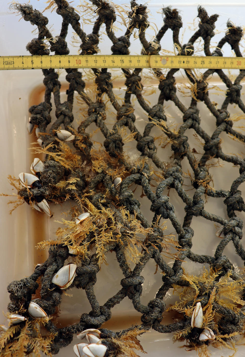 Image: Coastal podded hydroid Aglaophenia pluma and gooseneck barnacle Lepas from the open ocean on a colonized net. (Smithsonian Institution)