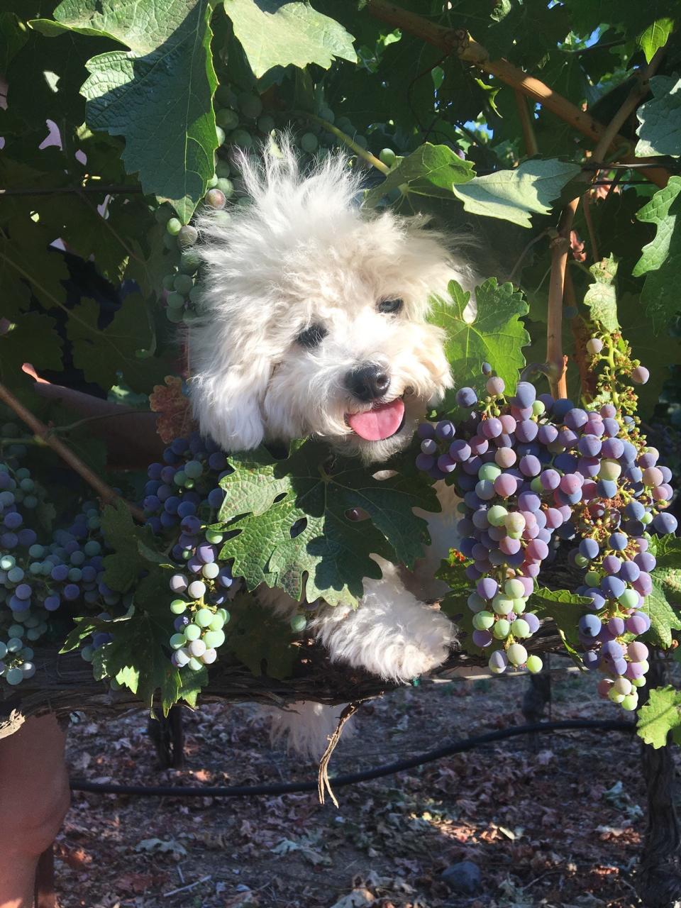 Snickers, the vineyard dog at Aratas Wine, takes his job very seriously. He has a special talent for charming guests.