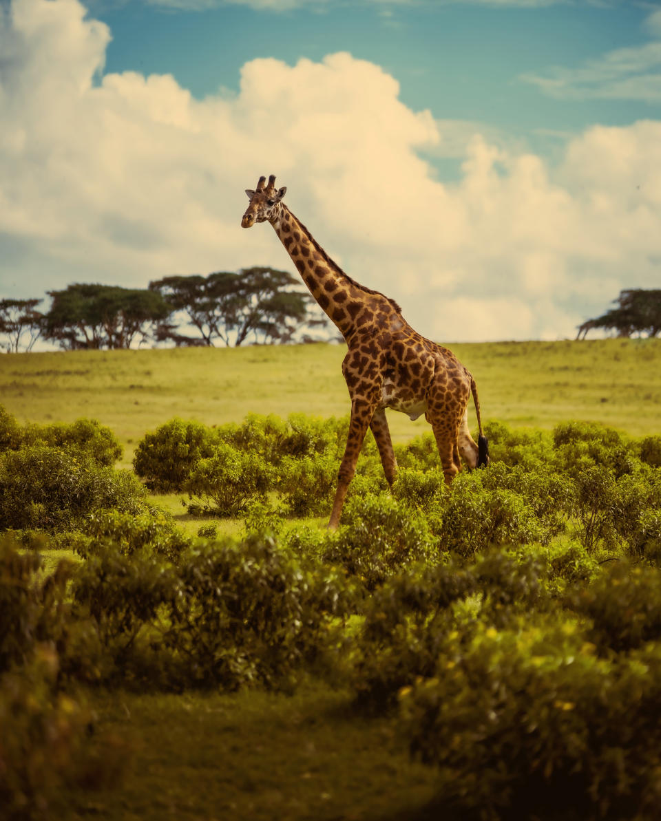 'Beauty Of East Africa': A majestic giraffe on Kenya's Crescent island.