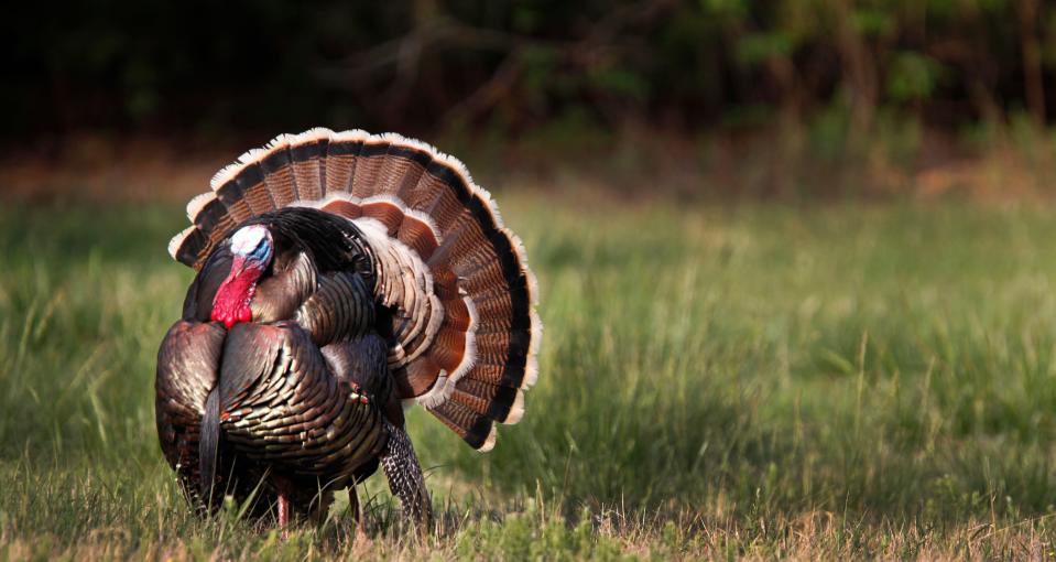 In addition to the big game hunting seasons, a fall turkey archery season opens statewide on Oct. 1.