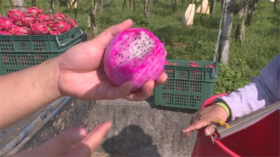 雙色火龍果「紅霸天」　隨季節變化換顏色