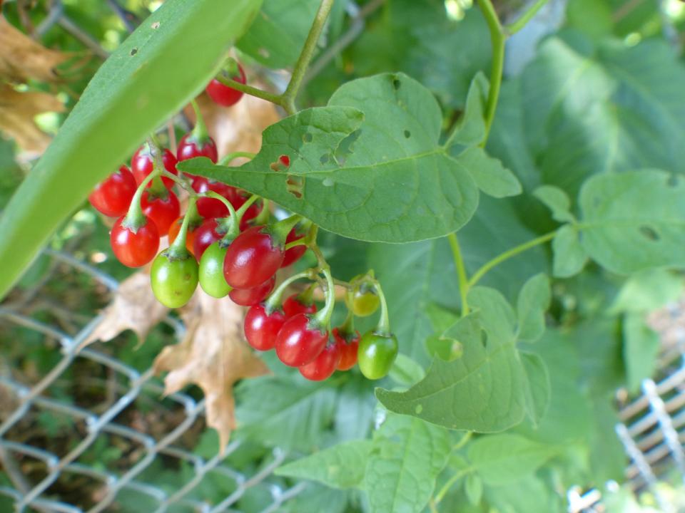 Nightshade fruits are not edible.