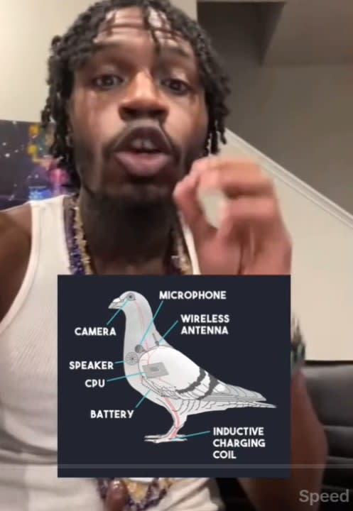 Rashad Jamal appears in a TikTok video about birds being government drones