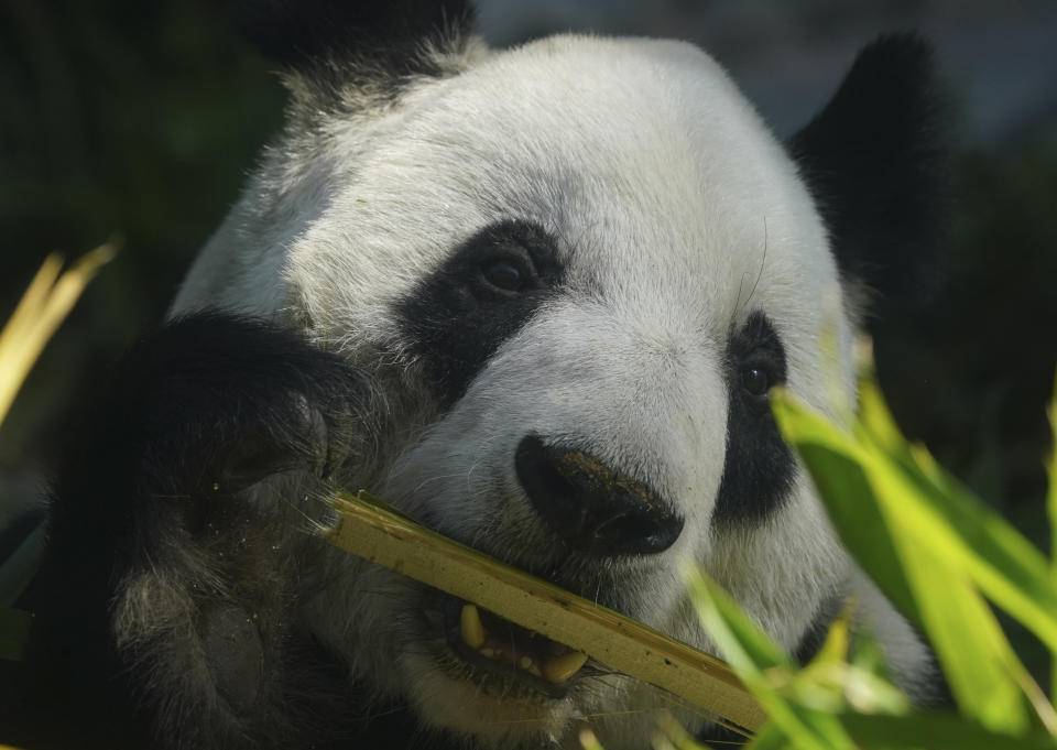 Xin Xin, the last giant panda in Latin America, sits inside her enclosure munching on bamboo at the Chapultepec Zoo, in Mexico City, Friday, Nov. 11, 2022. At age 32, Xin Xin is among the oldest captive giant pandas. (AP Photo/Fernando Llano)