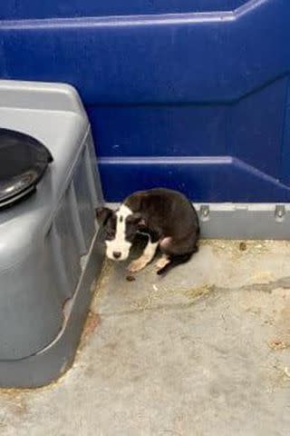 <p>Fort Wayne Animal Care & Control/Facebook</p> Louie the puppy in the portable toilet where he was found by a City of Fort Wayne employee