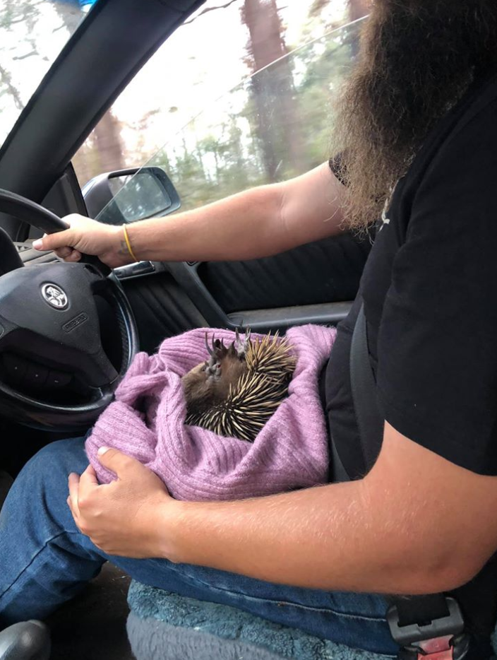 The echidna, pictured upside down on a man's lap, was transported on its back to the vet, which helped control the bleeding. Source: Supplied