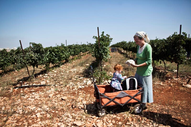 FILE PHOTO: A Christian volunteer stands in a vineyard during grape harvest in a Jewish settlement near Nablus
