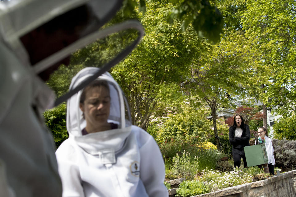 Amy Caspari, second from right, and her daughter Ana Gray, 12, right, watch as beekeepers Sean Kennedy, left, and Erin Gleeson, second from left, prepare to capture a swarm of honey bees and relocate them to a bee hive, Friday, May 1, 2020, in Washington. The District of Columbia has declared beekeepers as essential workers during the coronavirus outbreak. If the swarm isn’t collected by a beekeeper, the new hive can come to settle in residential backyards, attics, crawlspaces, or other potentially ruinous areas, creating a stinging, scary nuisance (AP Photo/Andrew Harnik)