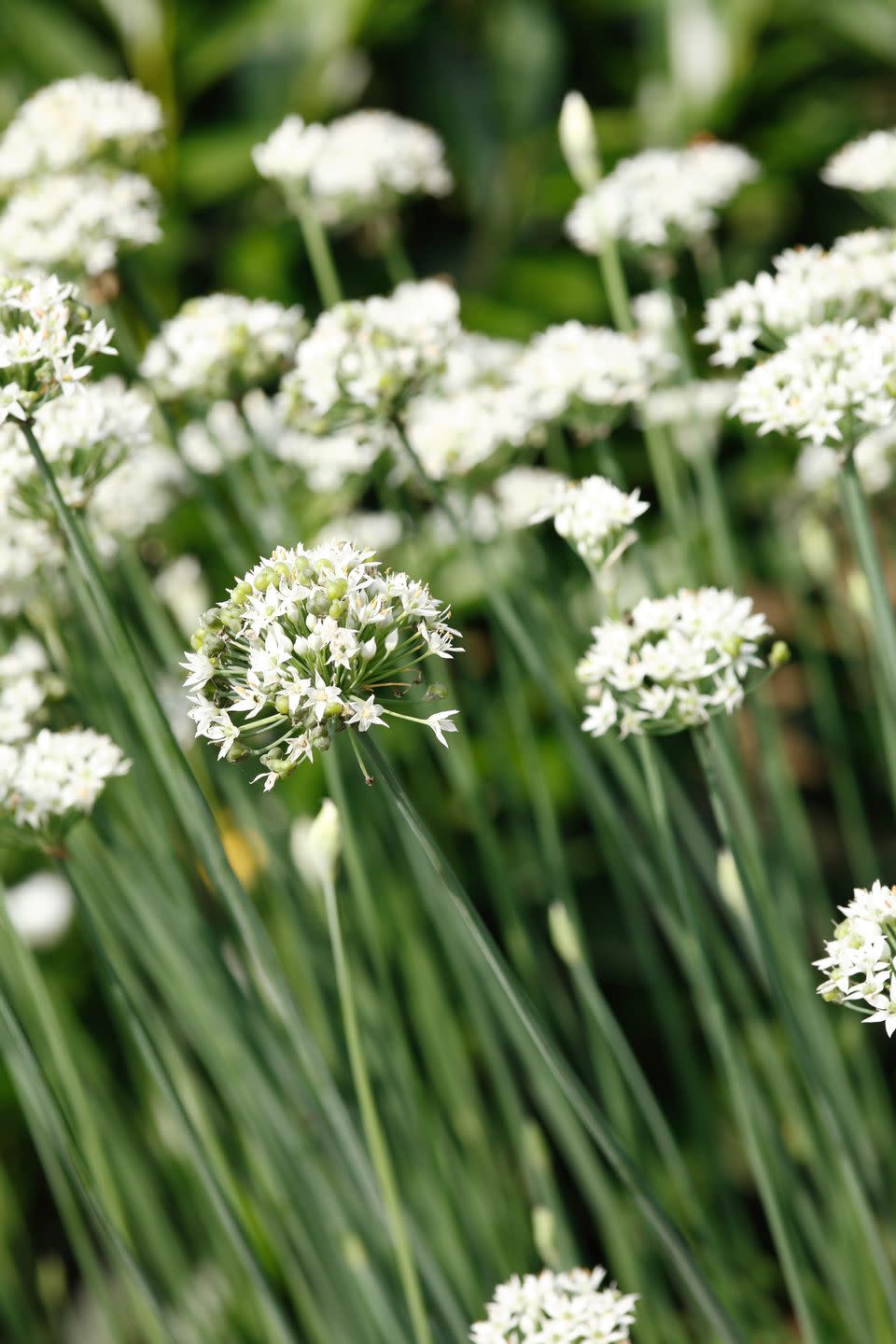 garlic chives plant