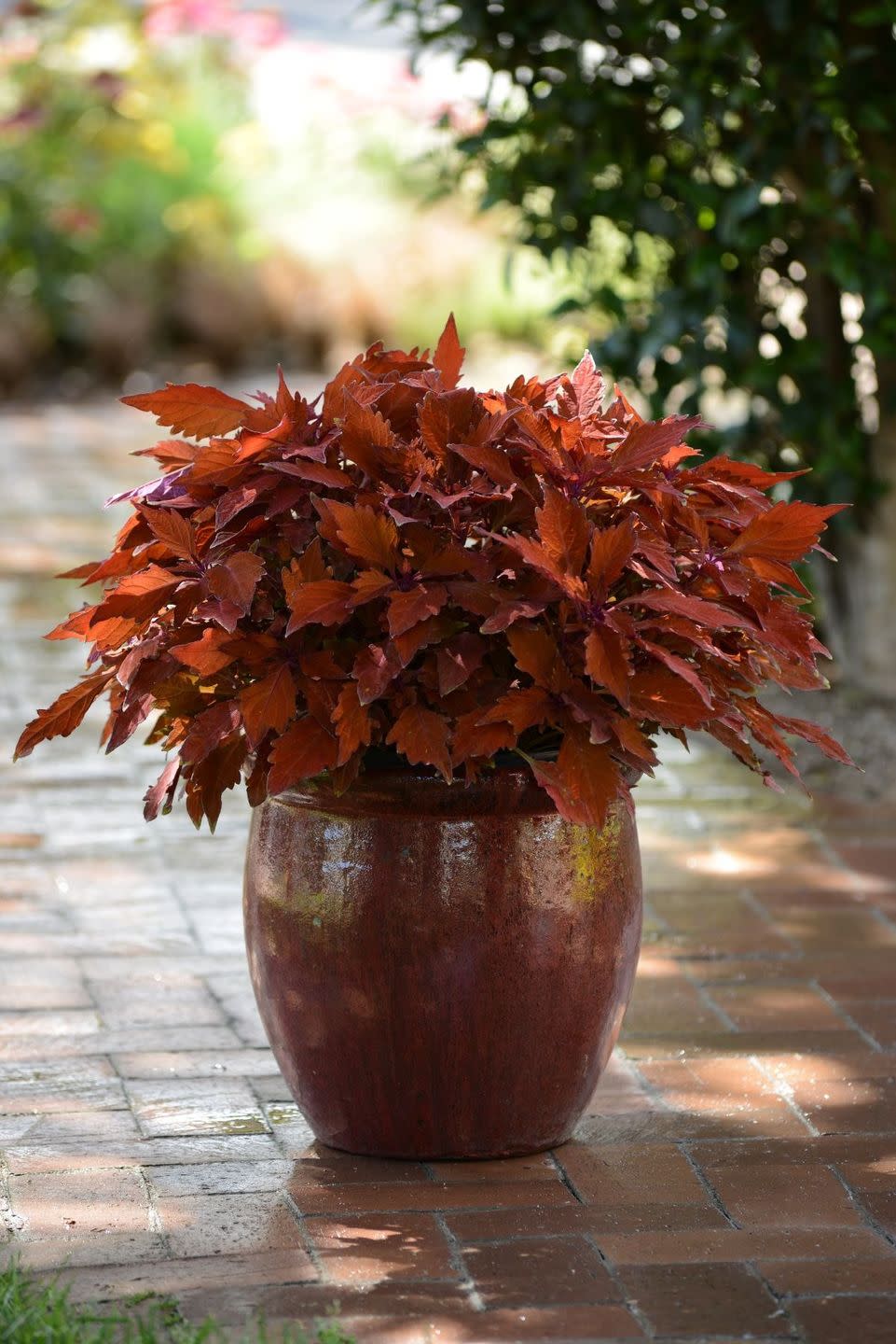 coleus with rust orange colored foliage in a glazed ceramic container on a brick patio in dappled sun