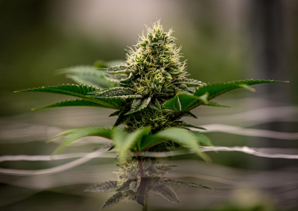 A mature cannabis flower.