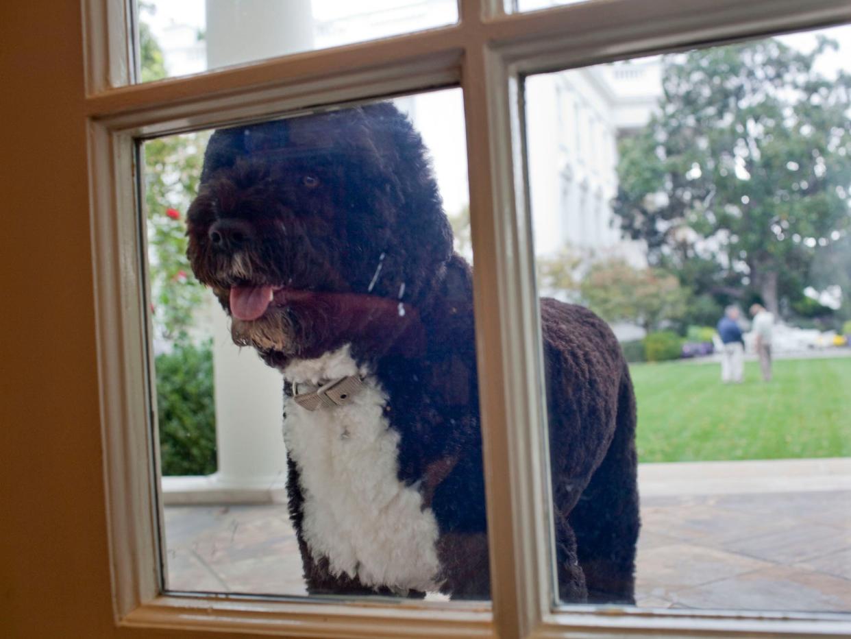 bo obama dog