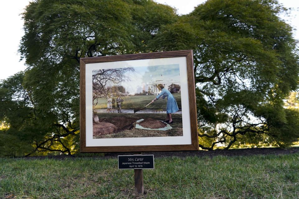 An image of first lady Rosalynn Carter planting the Japanese Threadleaf Maple in 1978 is displayed in front of the tree during the White House Fall Garden Tour in Washington, Saturday, Oct. 8, 2022. (AP Photo/Carolyn Kaster)