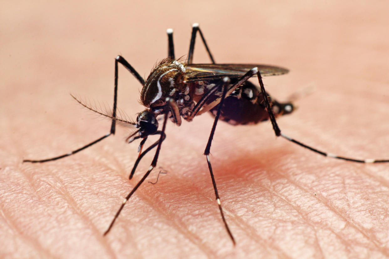 File photo of the Aedes aegypti, the main mosquito species that transmits dengue in Singapore. (Getty Images file photo)